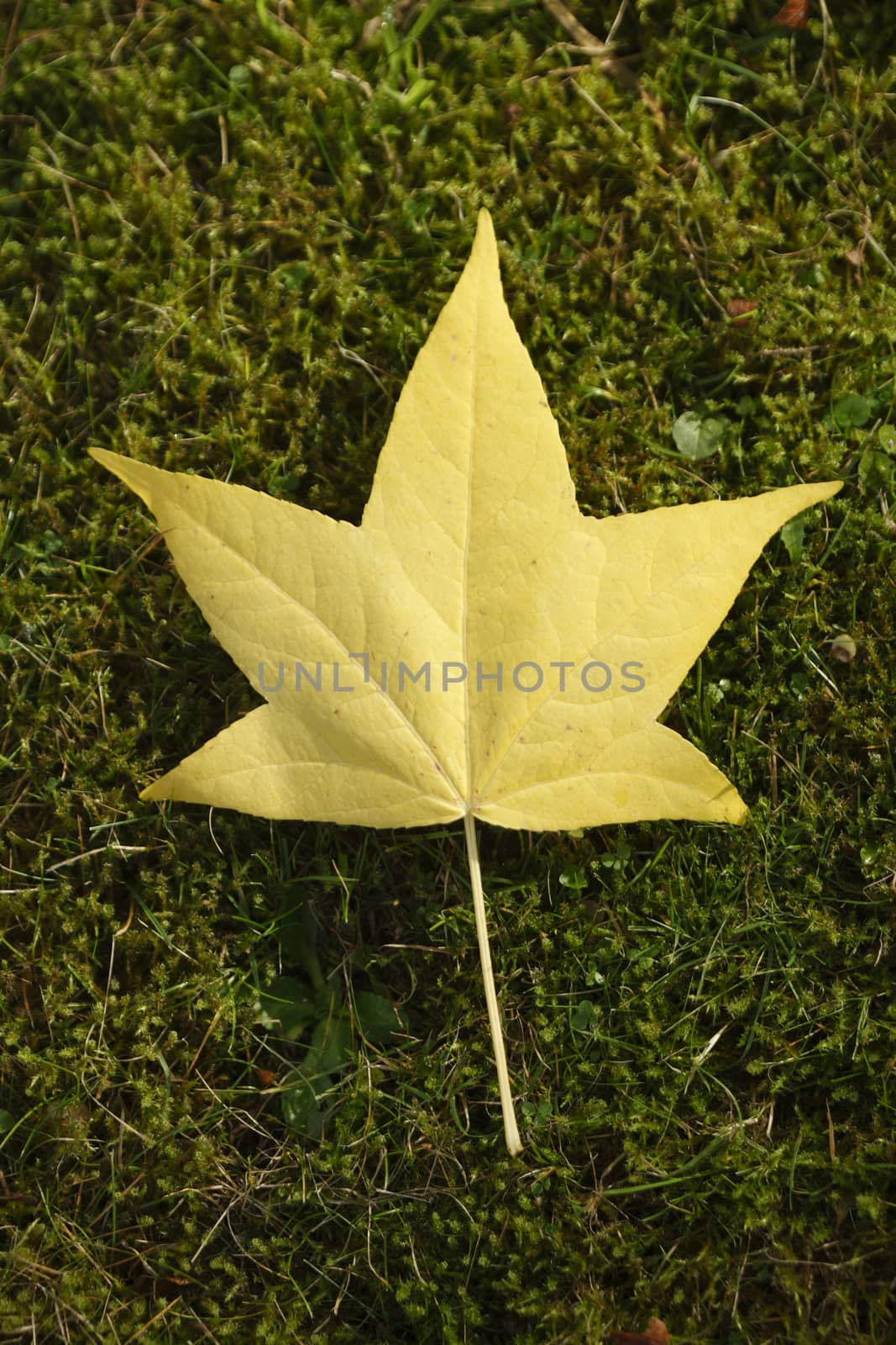 yellow maple Leaf, colorful Autumn Leaves