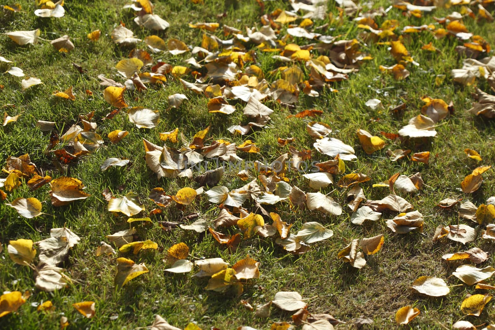colorful Autumn Leaves
