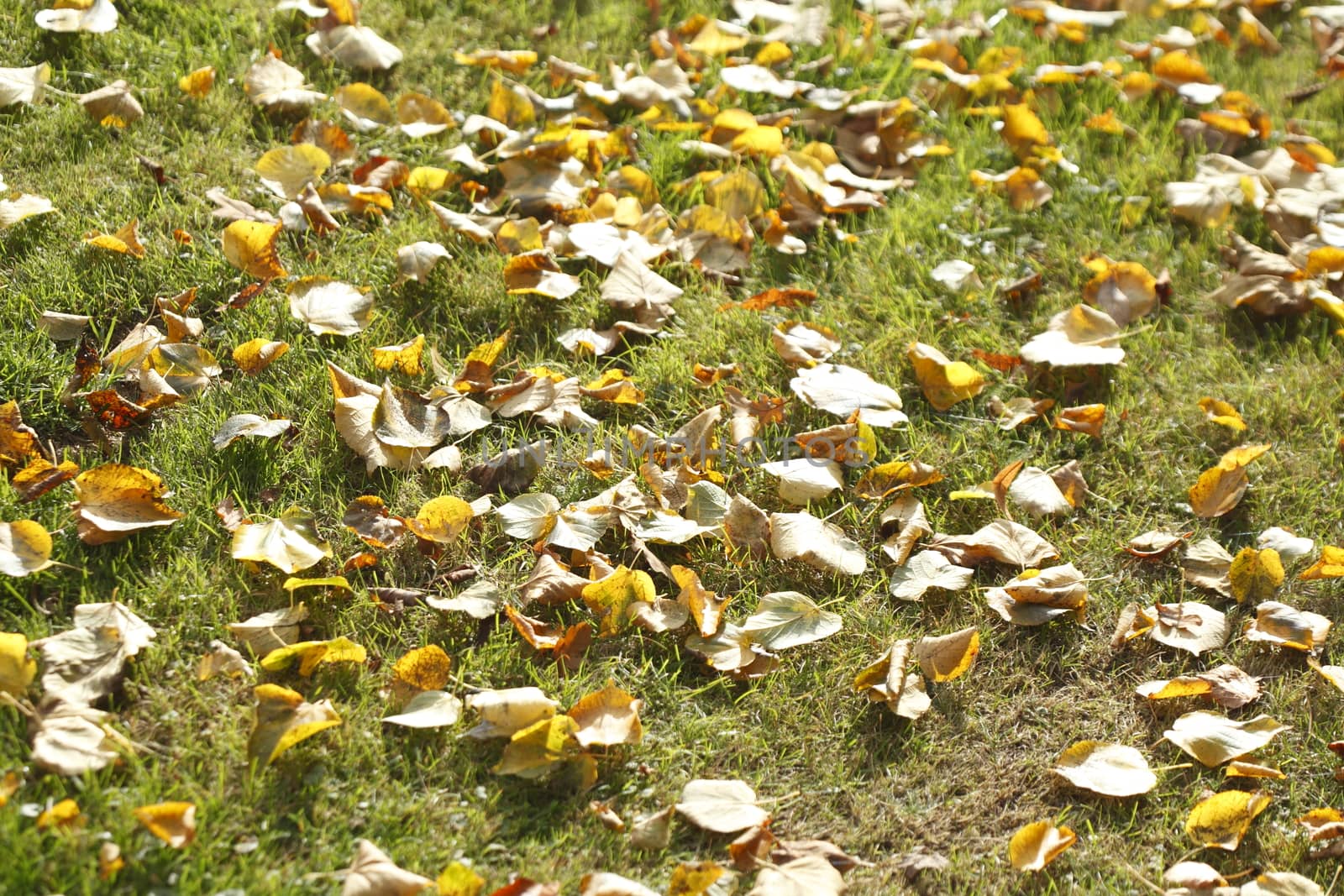 colorful Autumn Leaves