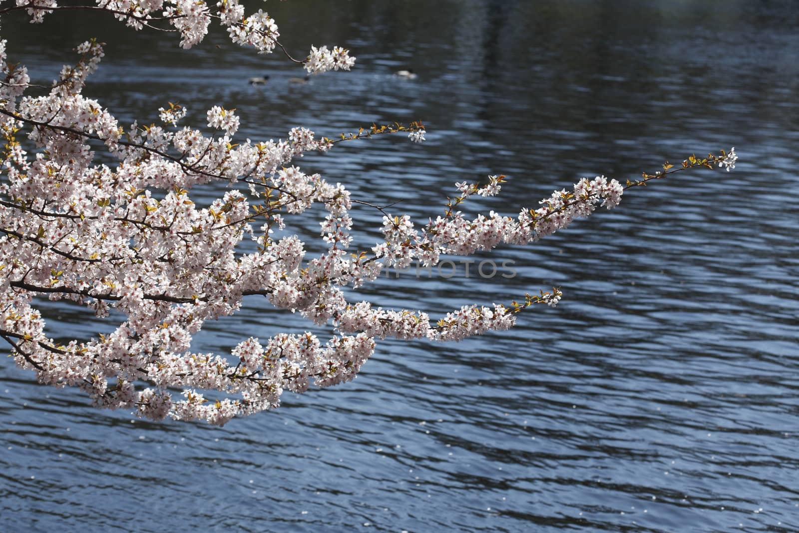 cherry tree blossom