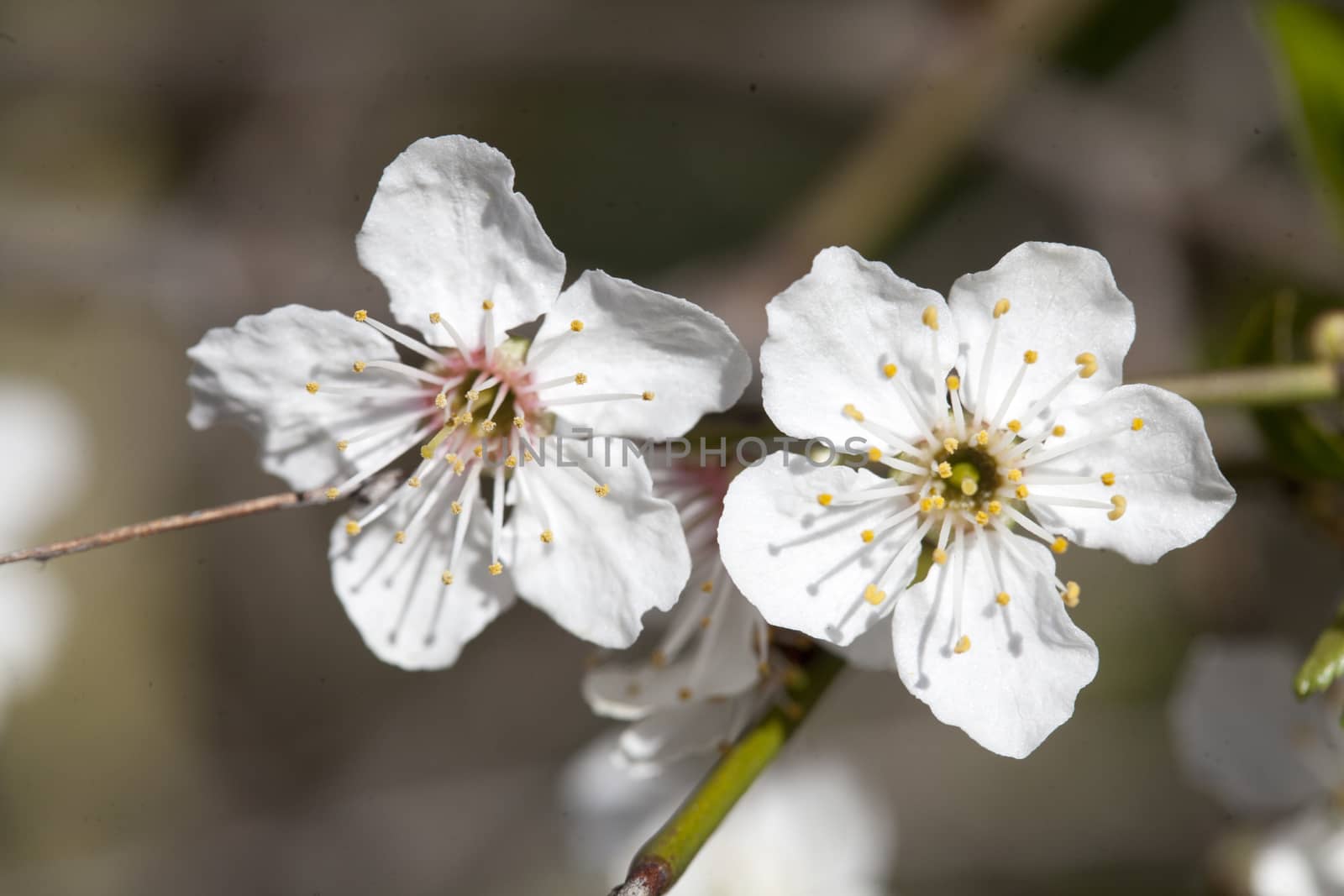 cherry tree blossom