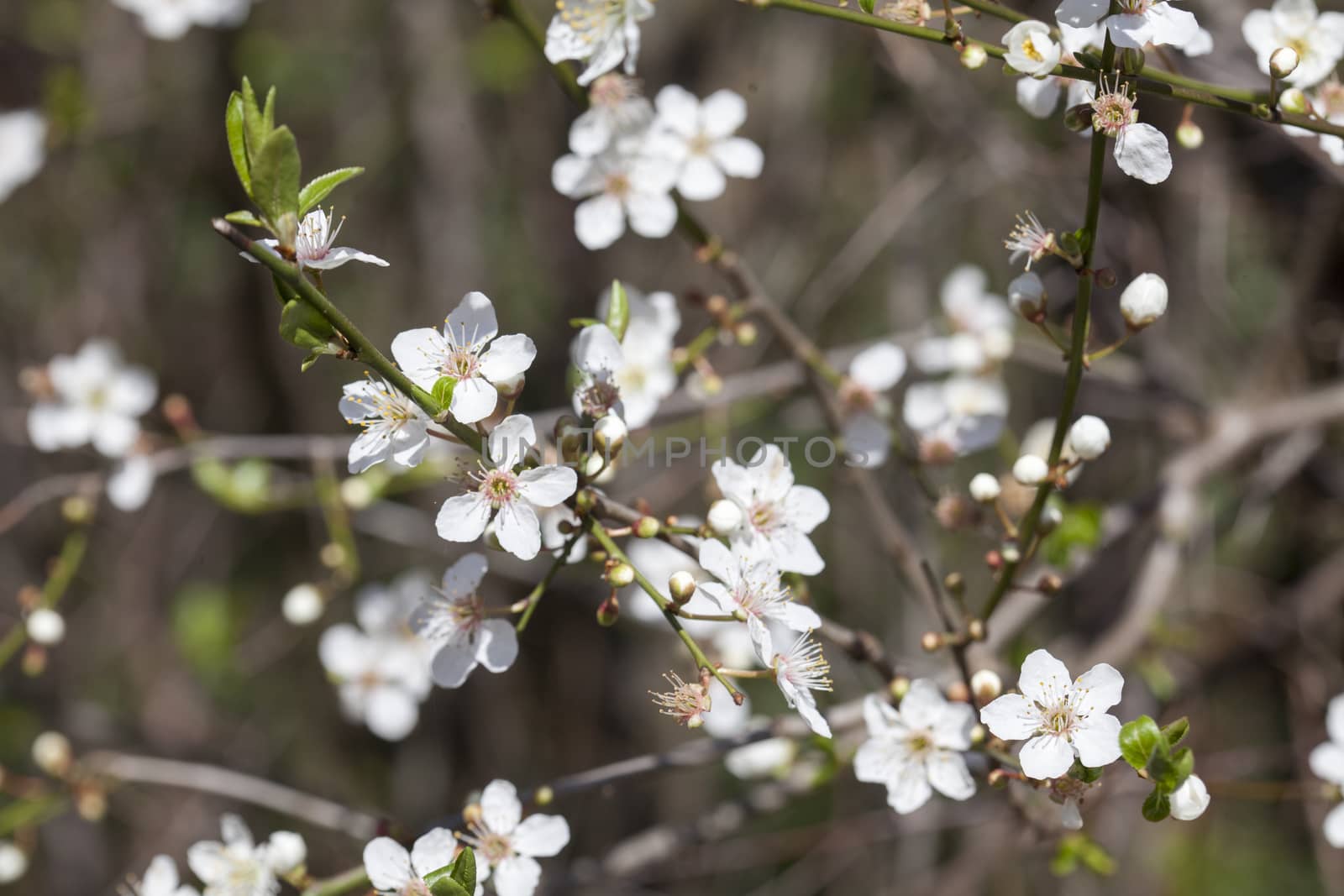 cherry tree blossom