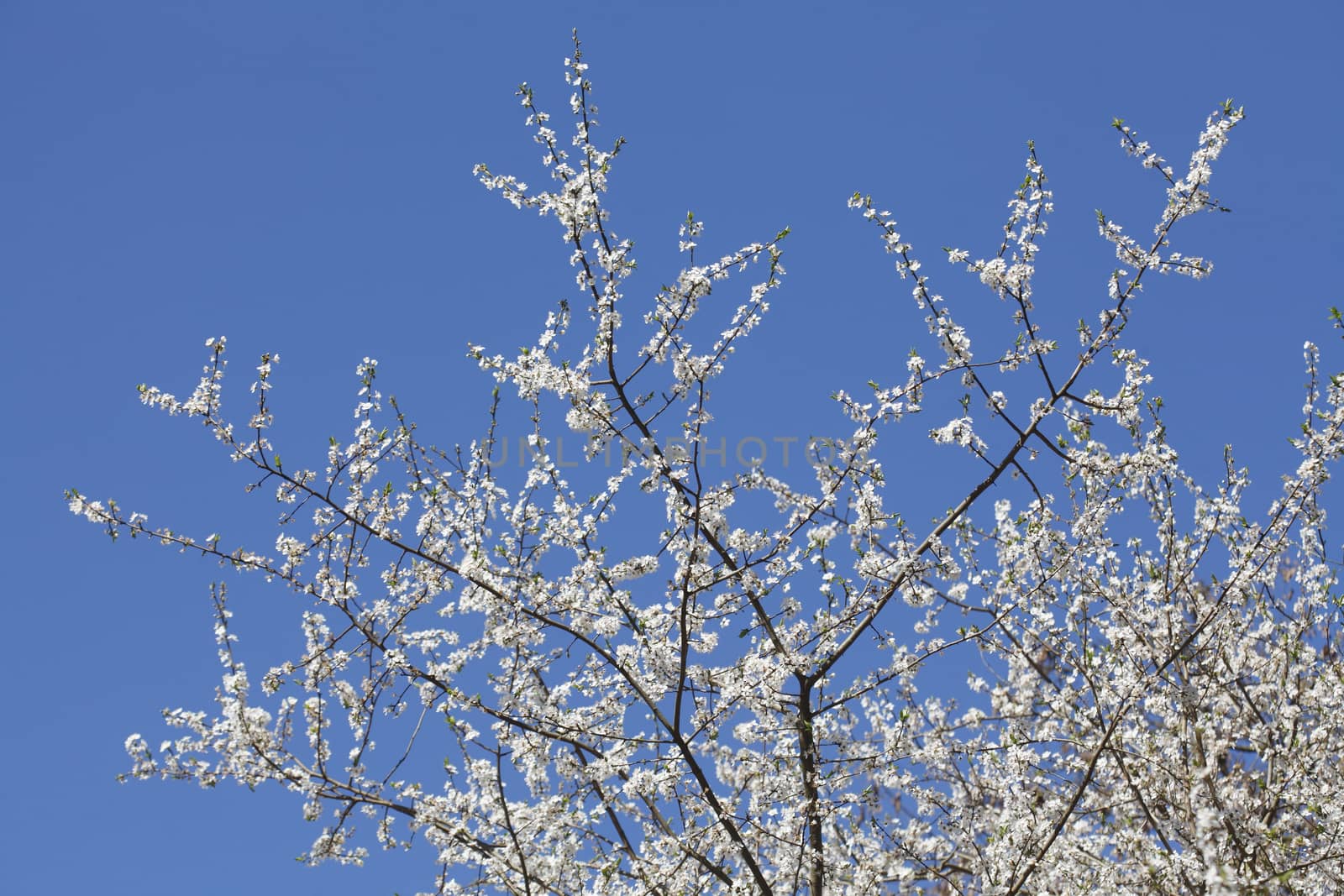 cherry tree blossom