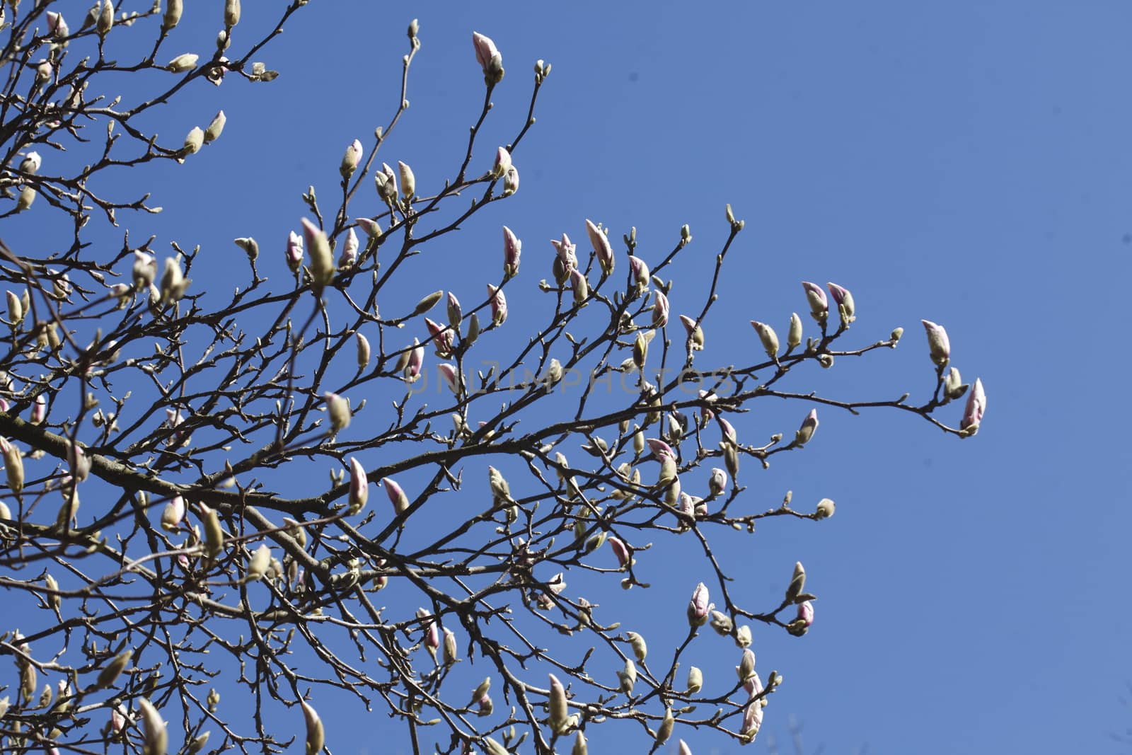 cherry tree blossom