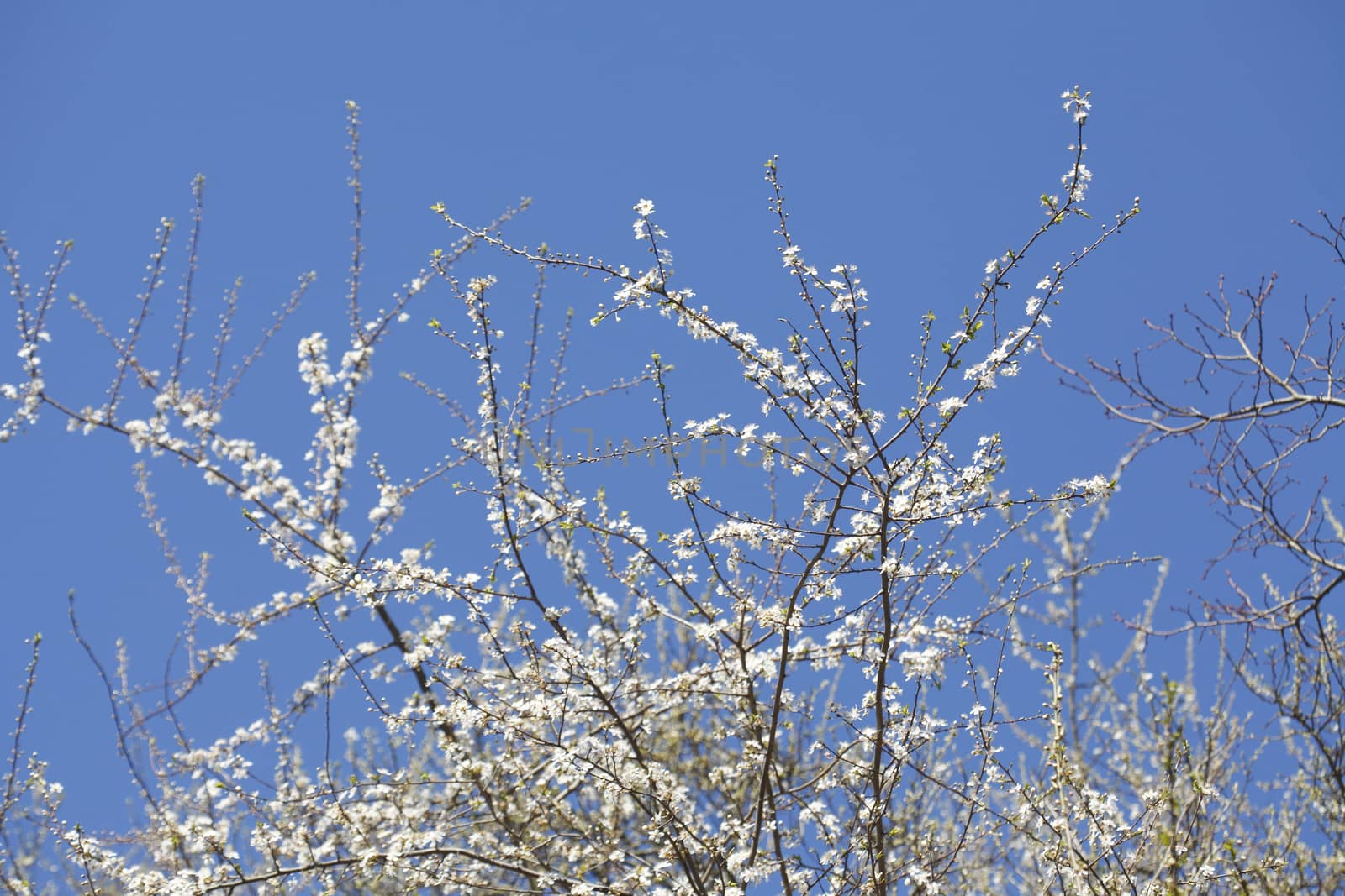 cherry tree blossom
