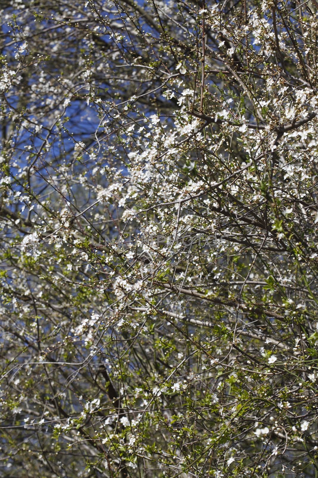 cherry tree blossom