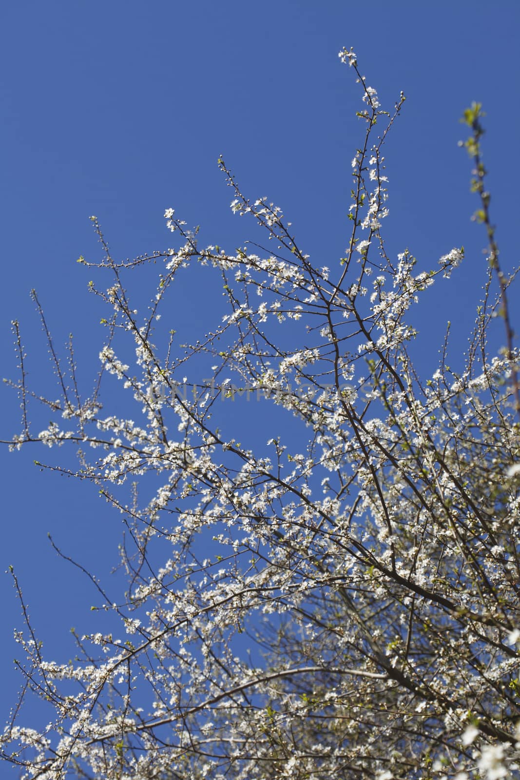 cherry tree blossom