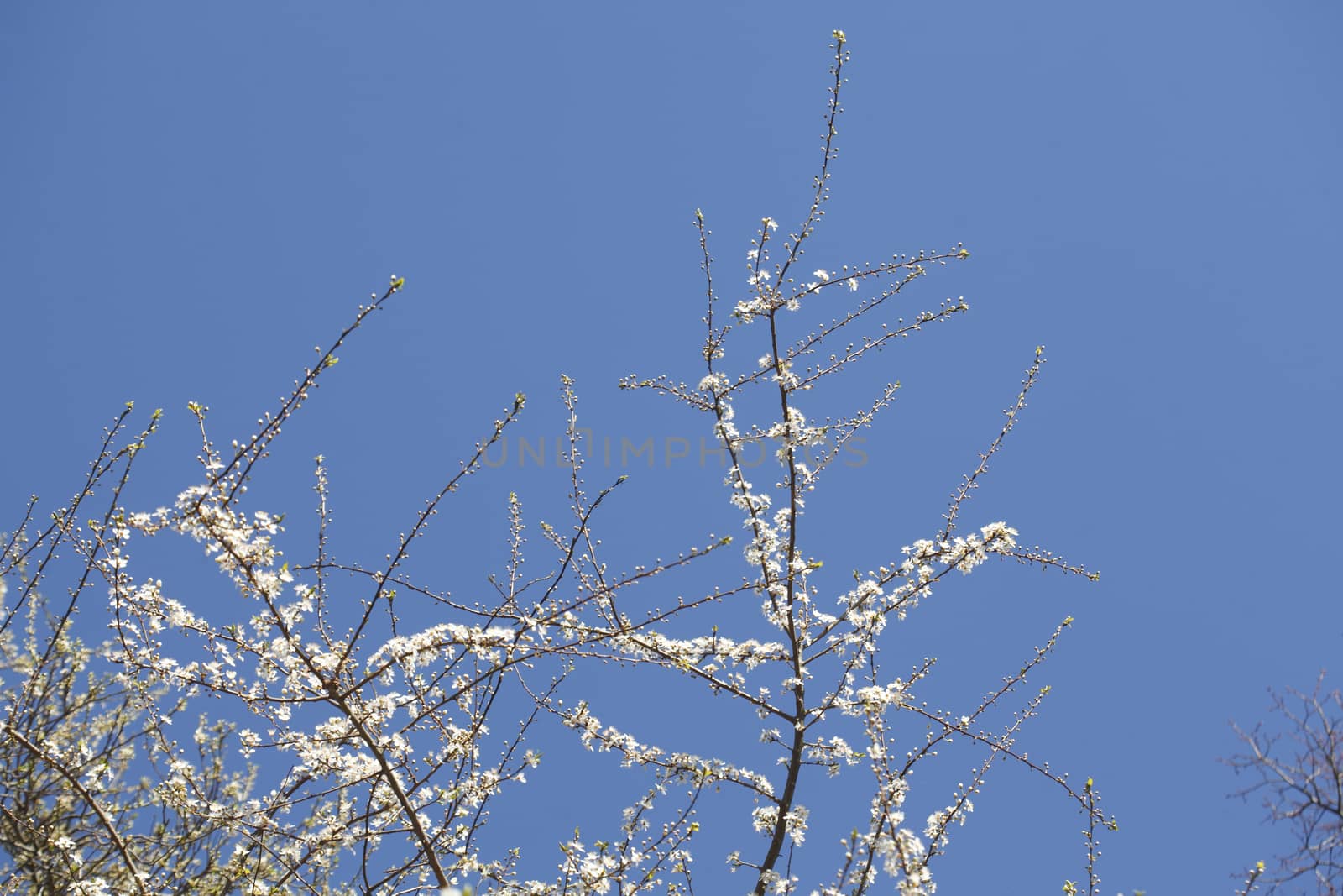cherry tree blossom