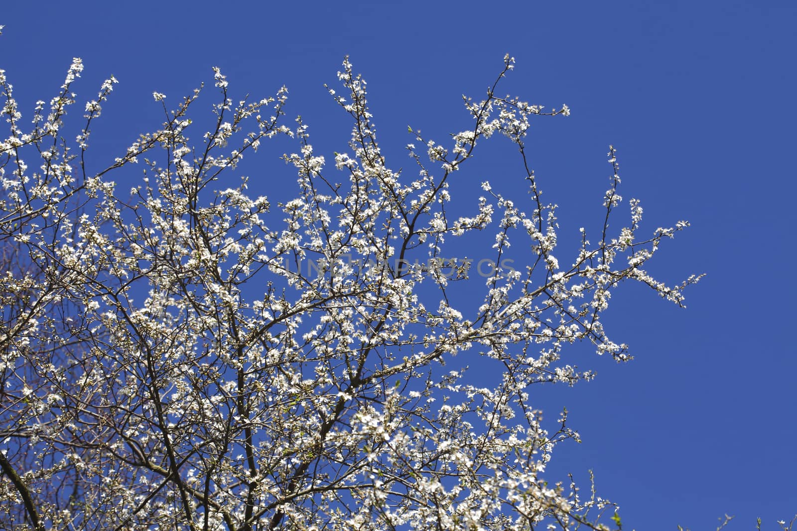 cherry tree blossom