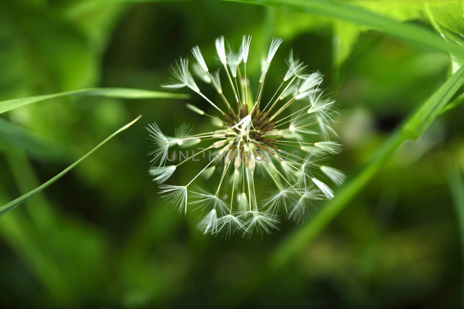 Blowball of  Dandelion (Taraxacum)