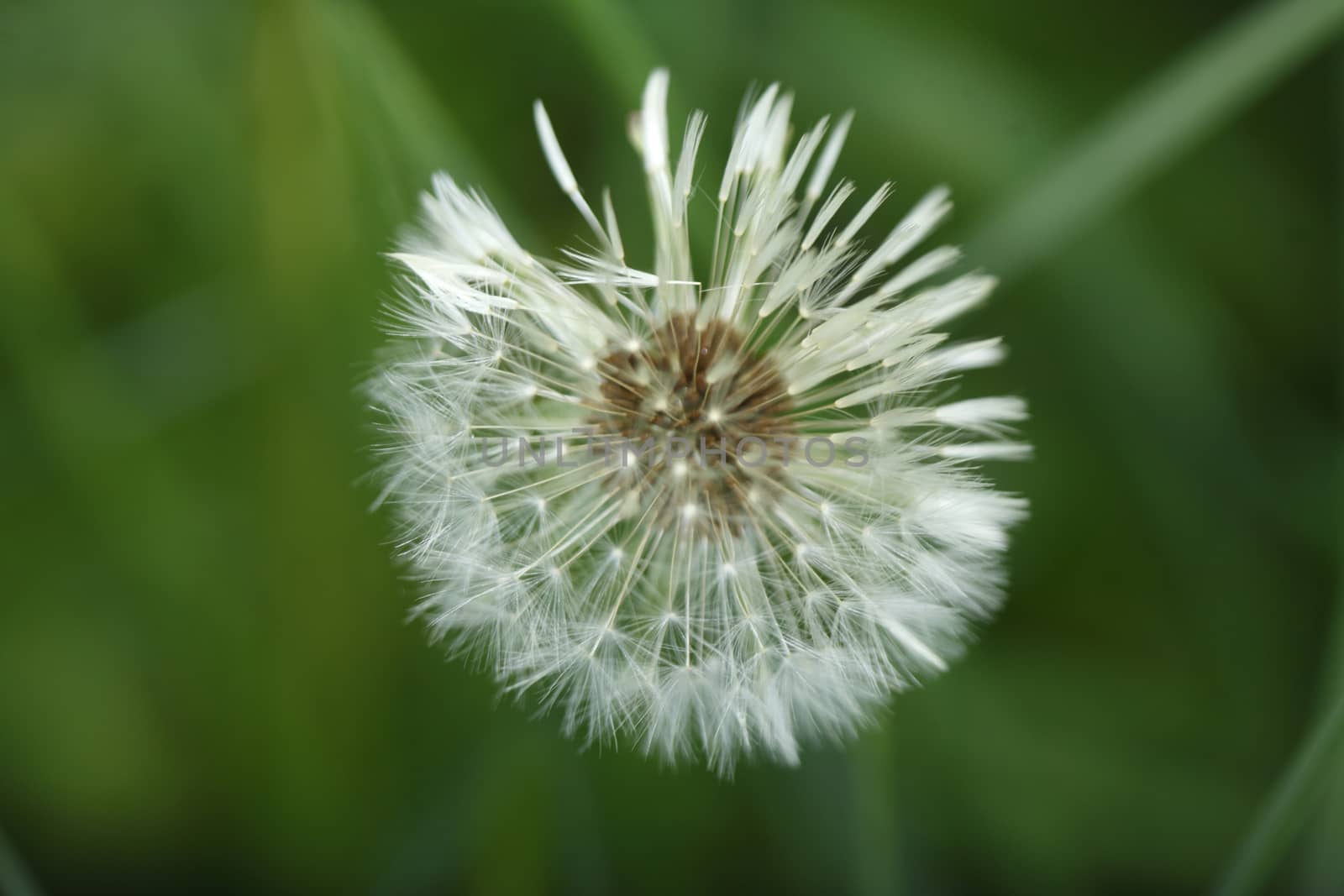 Blowball of  Dandelion (Taraxacum)
