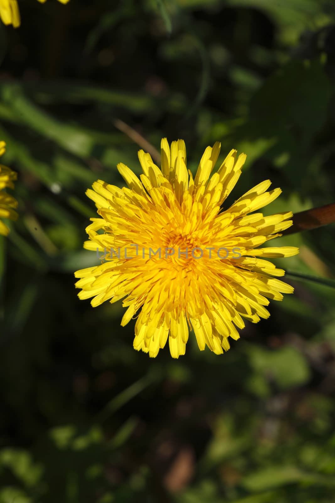 Blossoming Dandelion (Taraxacum)