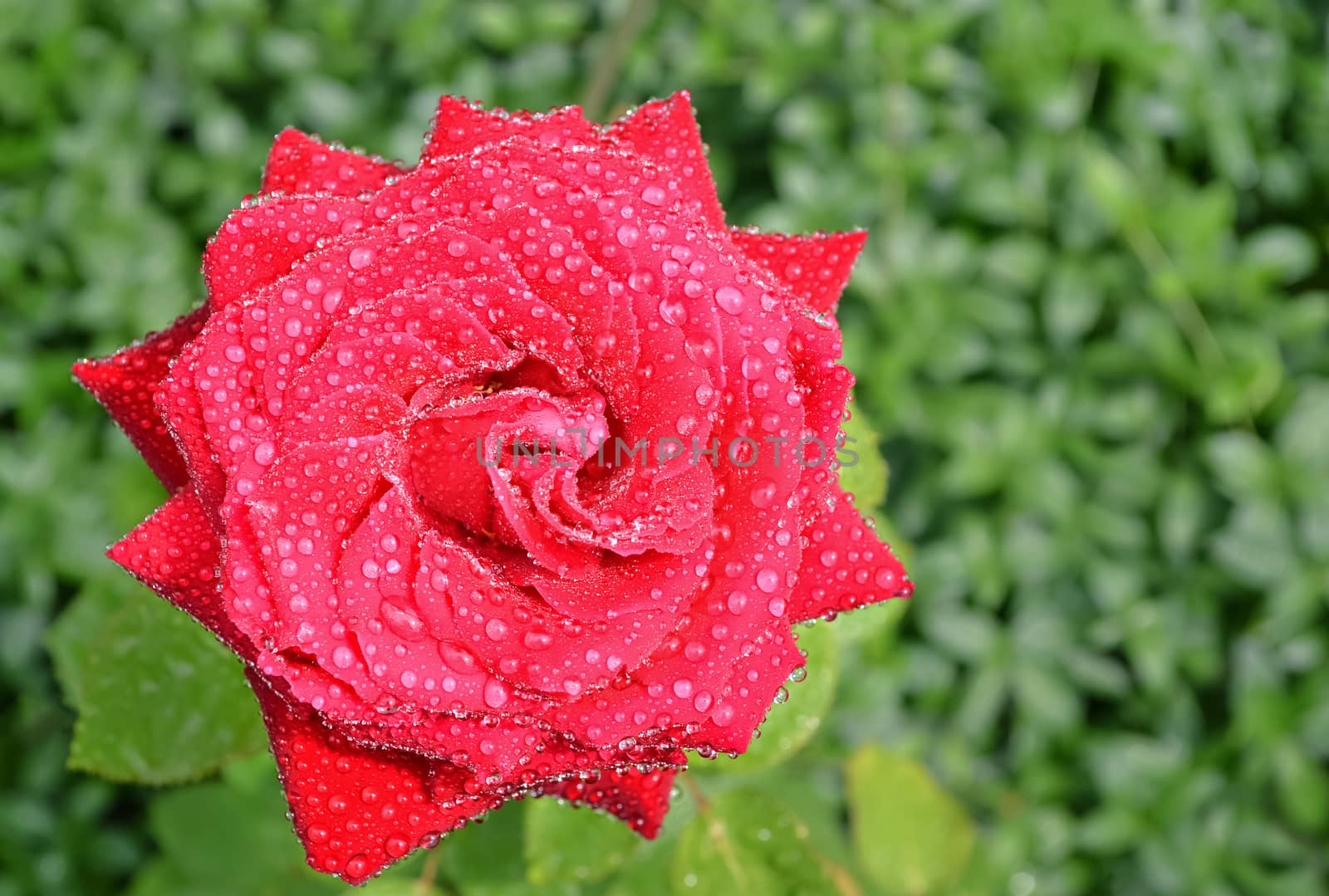 Red rose, flowers on a background of green grass with water drops. Bokeh, selective focus.