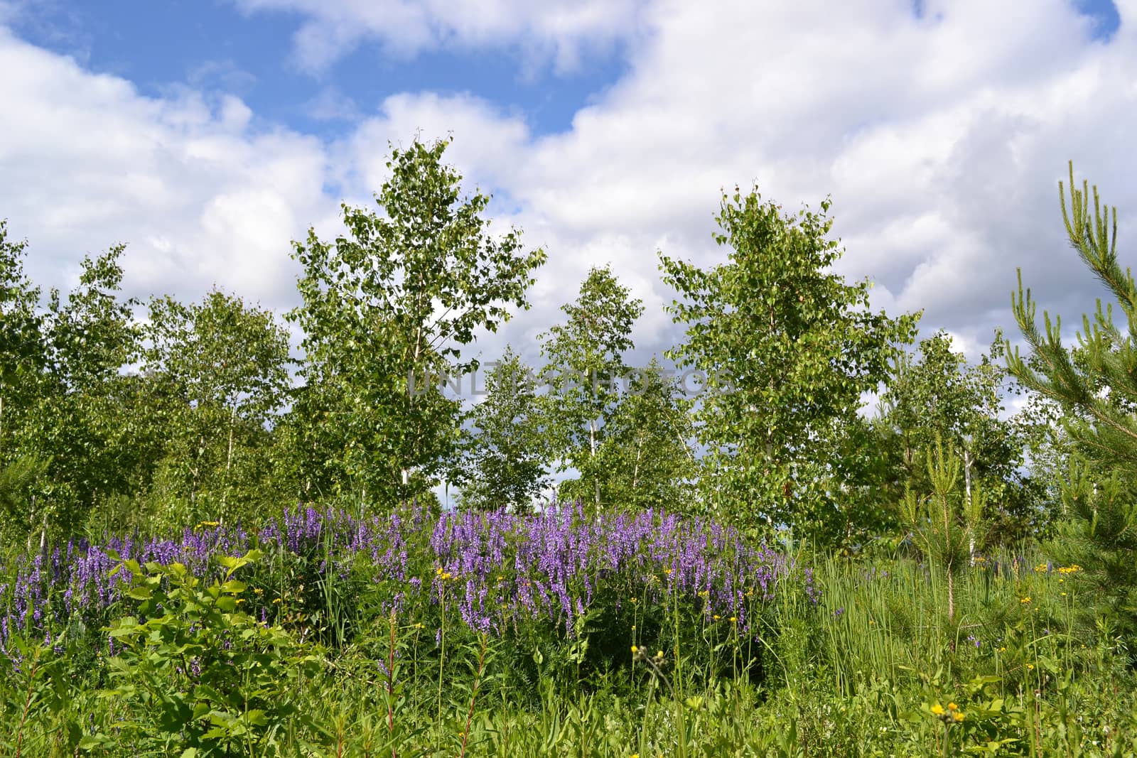 Landscape with blue wildflowers and young birches. Blue sky and clouds.