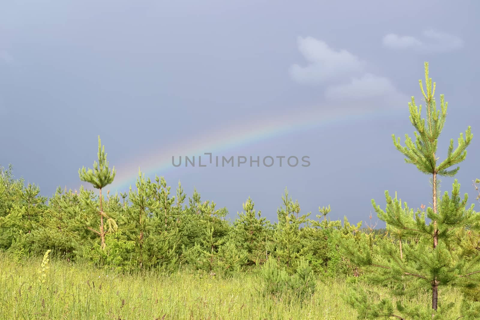 Landscape with rainbow in dark sky over the young pine forest, lit by sunlight.