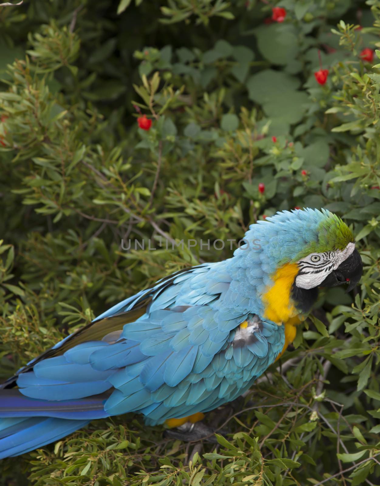 Blue and yellow macaw eating berries