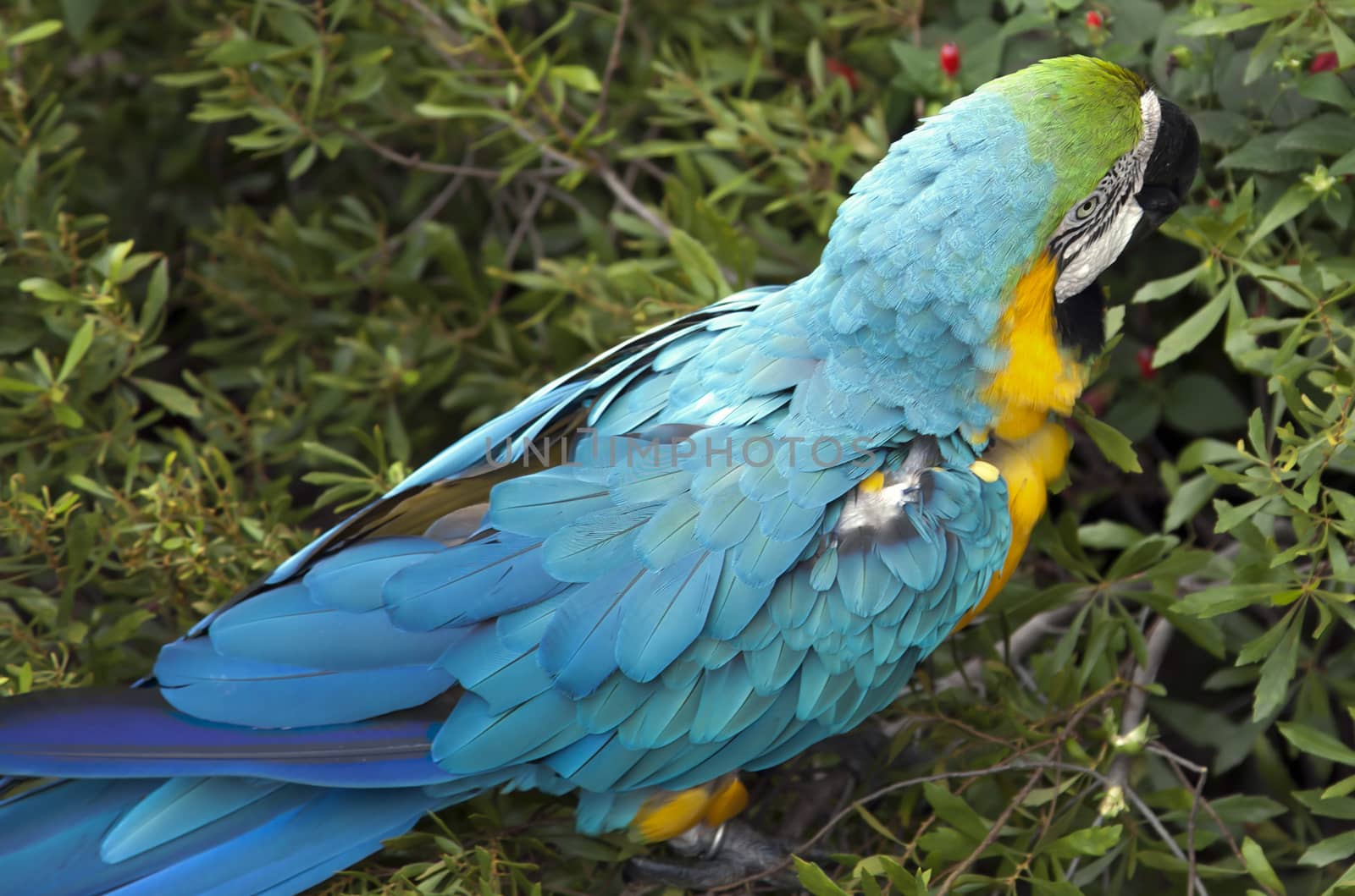 Macaw Eating by tornado98