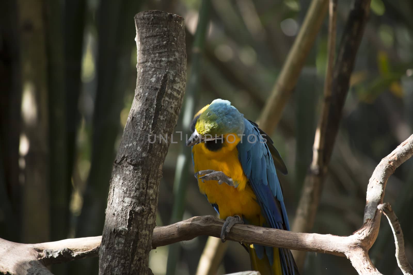 Blue and yellow macaw perched on a tree limb