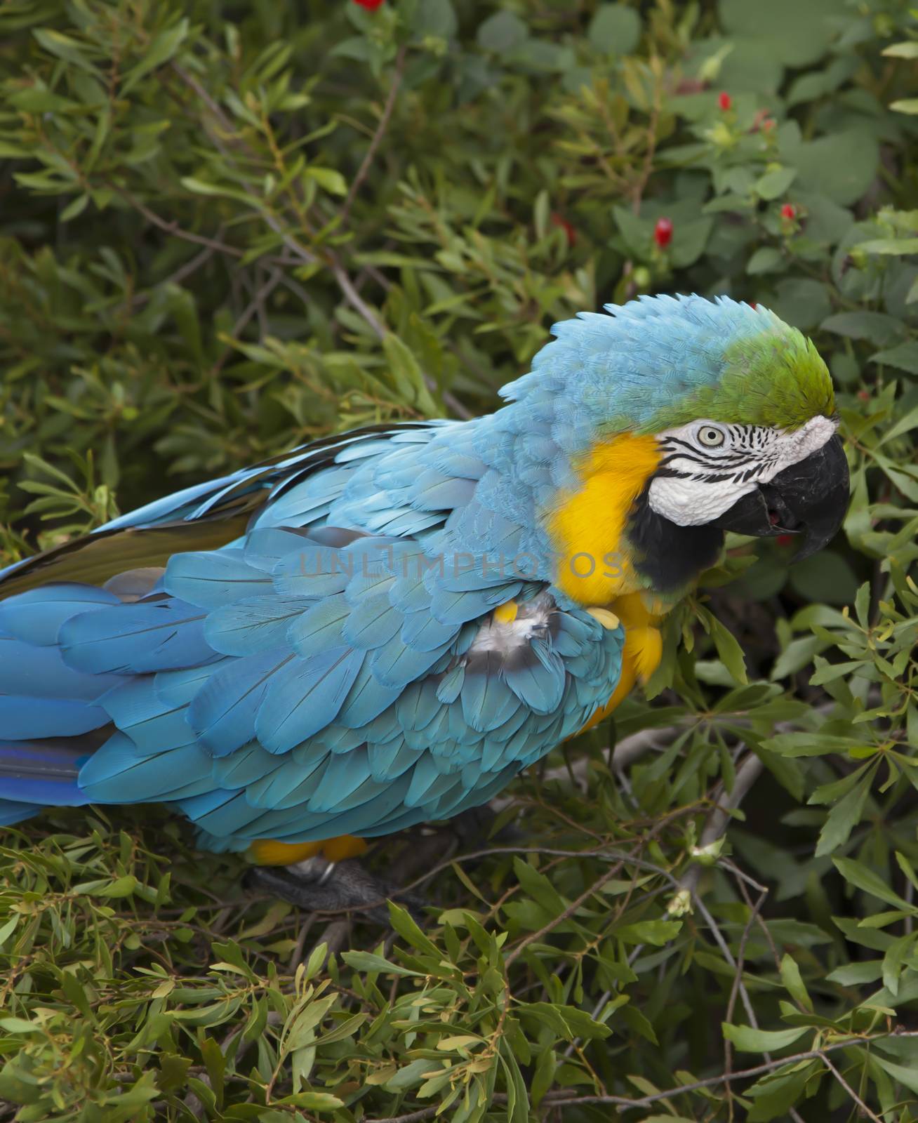 Macaw Eating by tornado98