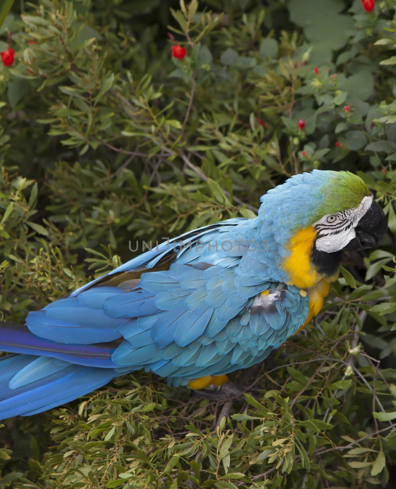 Blue and yellow macaw eating berries