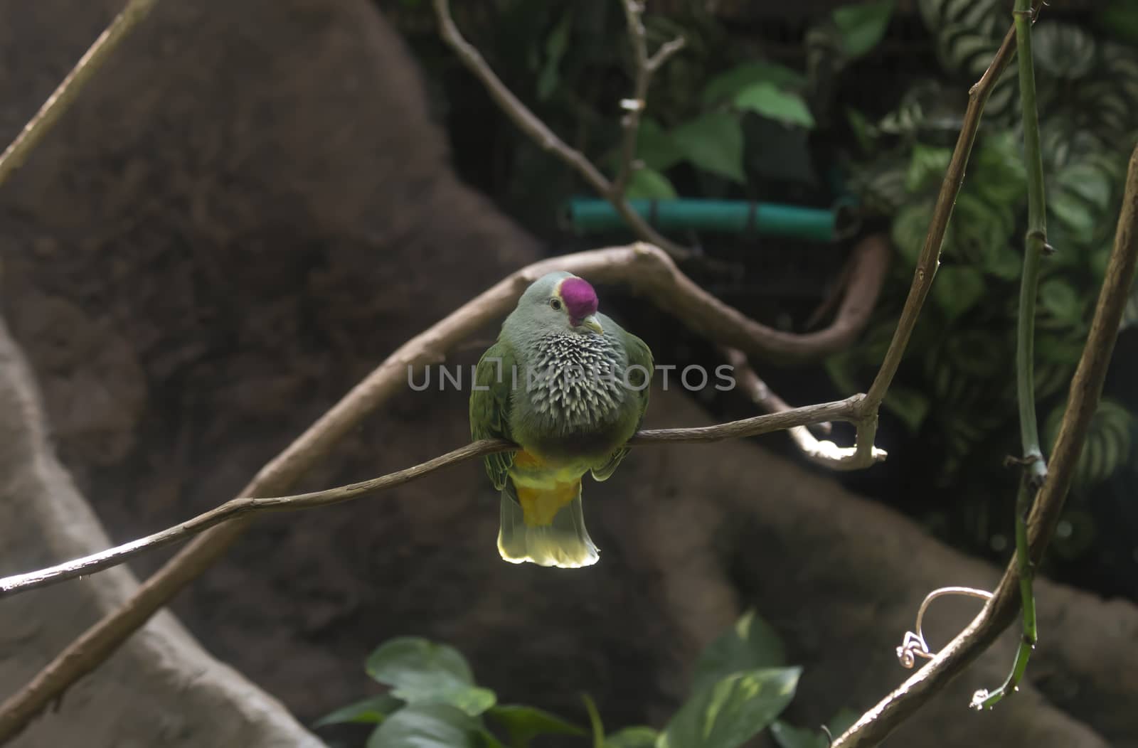 Mariana fruit dove (Ptilinopus roseicapilla) on a perch