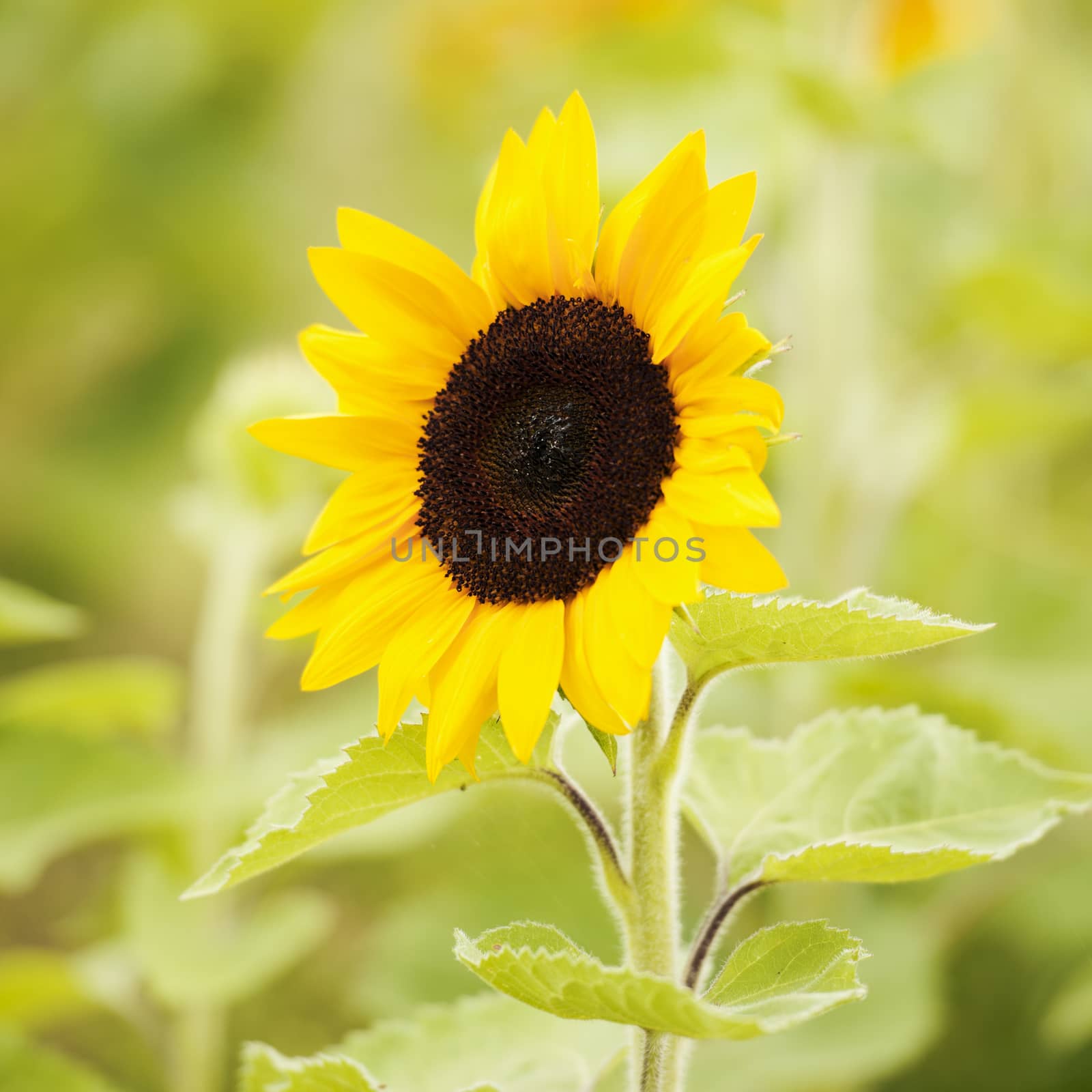 Sunflowers amongst a field in the afternoon in Queensland, Australia.