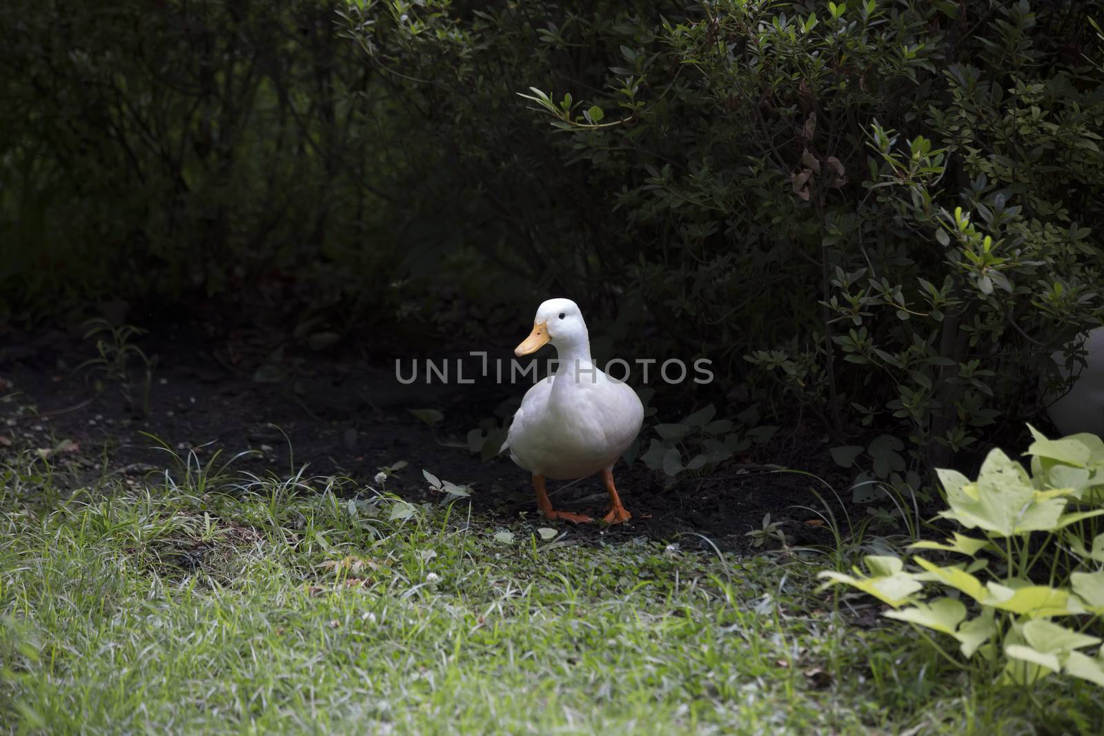 American Pekin duck in summer foliage