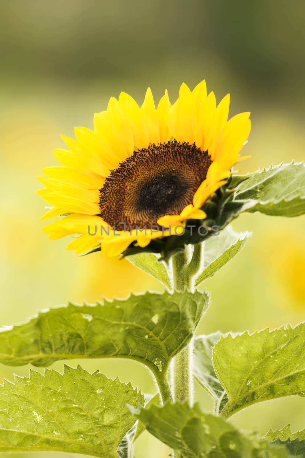 Sunflowers amongst a field in the afternoon in Queensland, Australia.