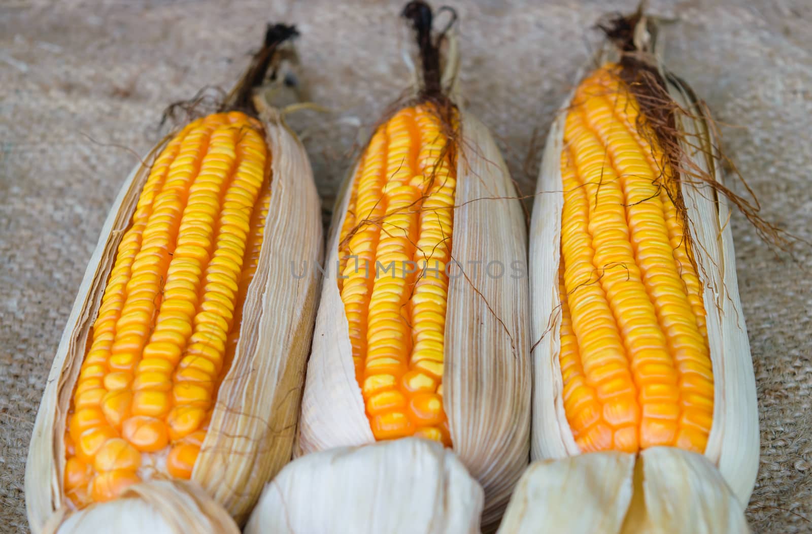 Closeup dried corn situated mid sunlight , healthy organic nutrition