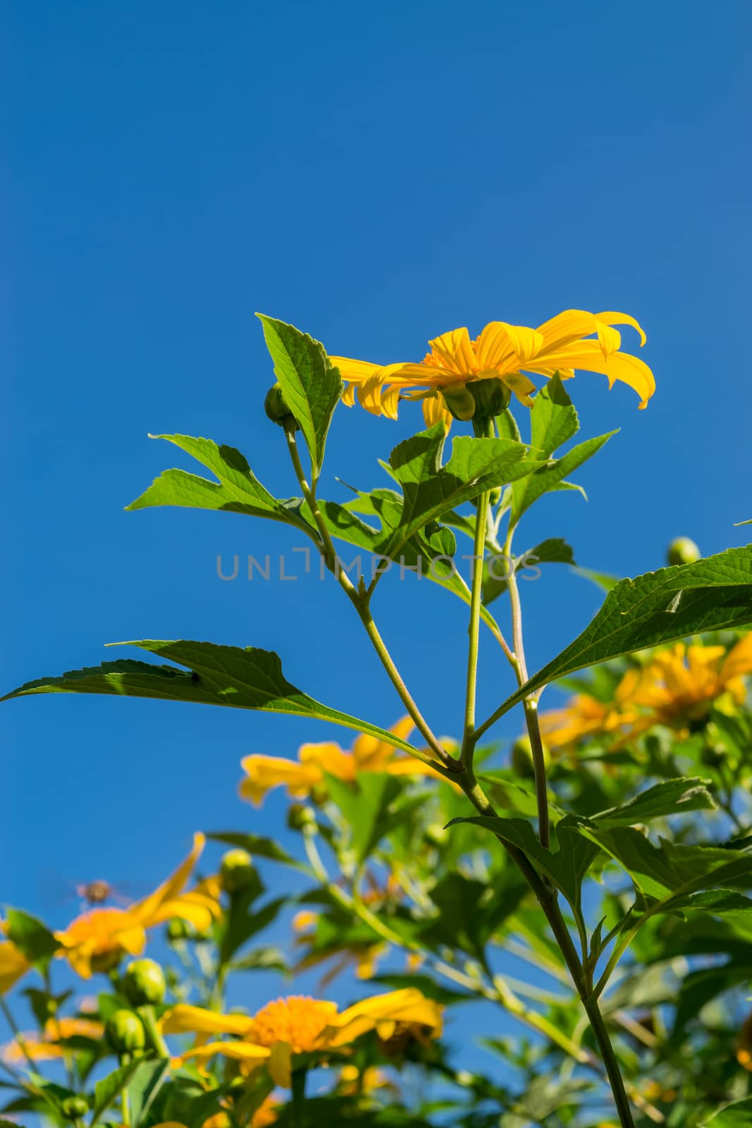 Mexican sunflower by naramit