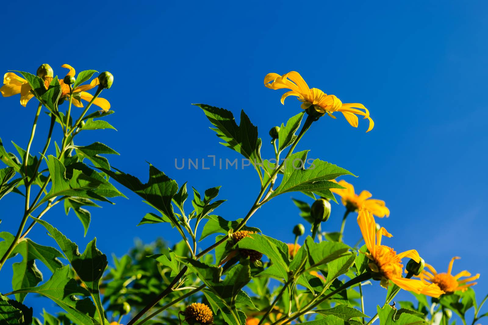 Mexican Sunflower bloom in clear blue sky