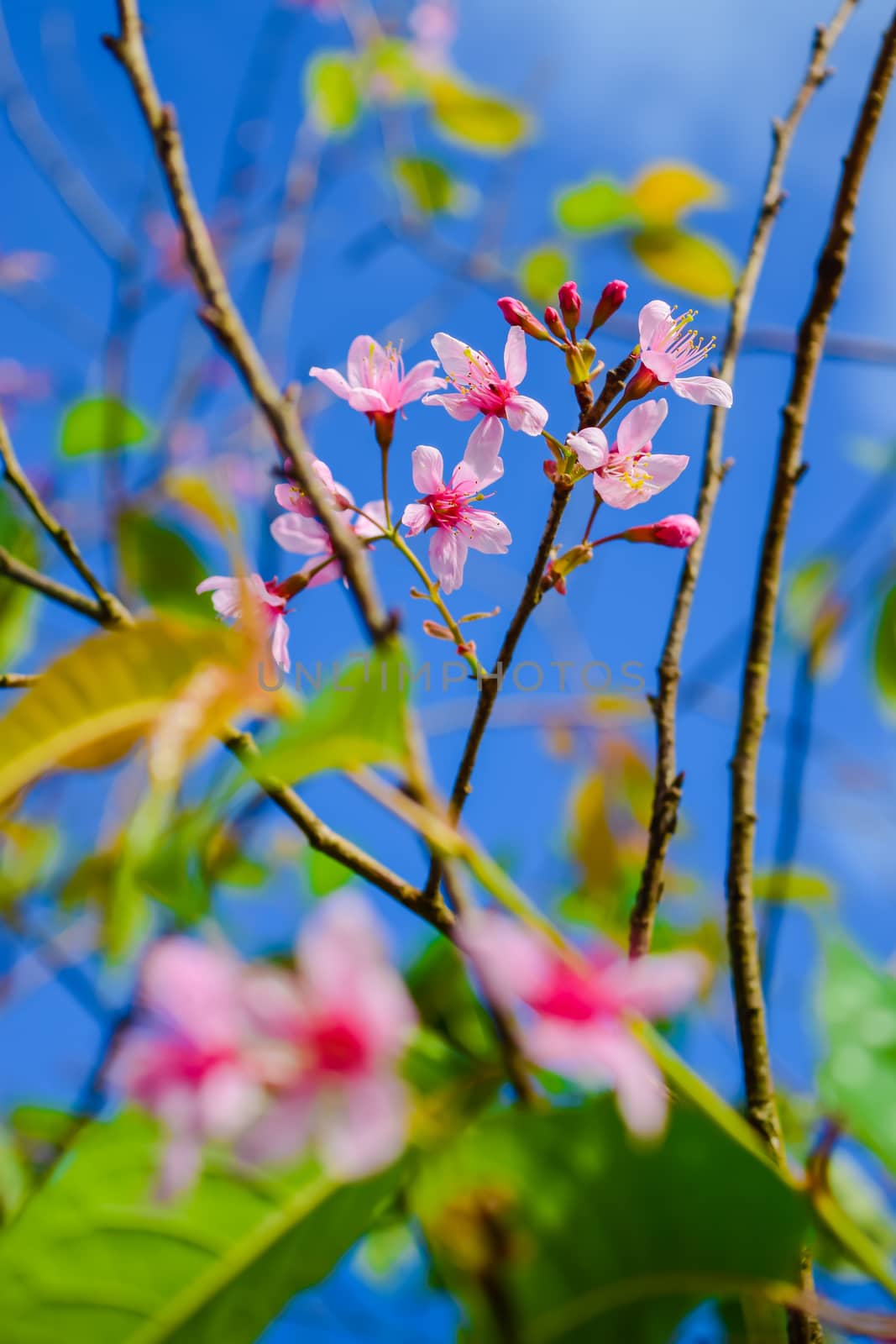 Sakura flowers in thailand by naramit