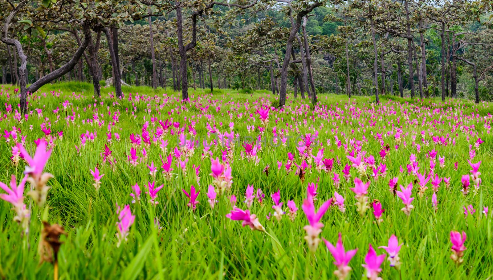 Siam tulips (Curcuma alismatifolia) blooming in the jungle at Chaiyaphum province, Thailand