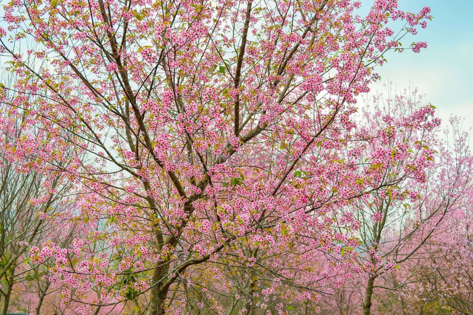 Sakura flowers blooming blossom in PhuLomLo Loei Province , Thailand