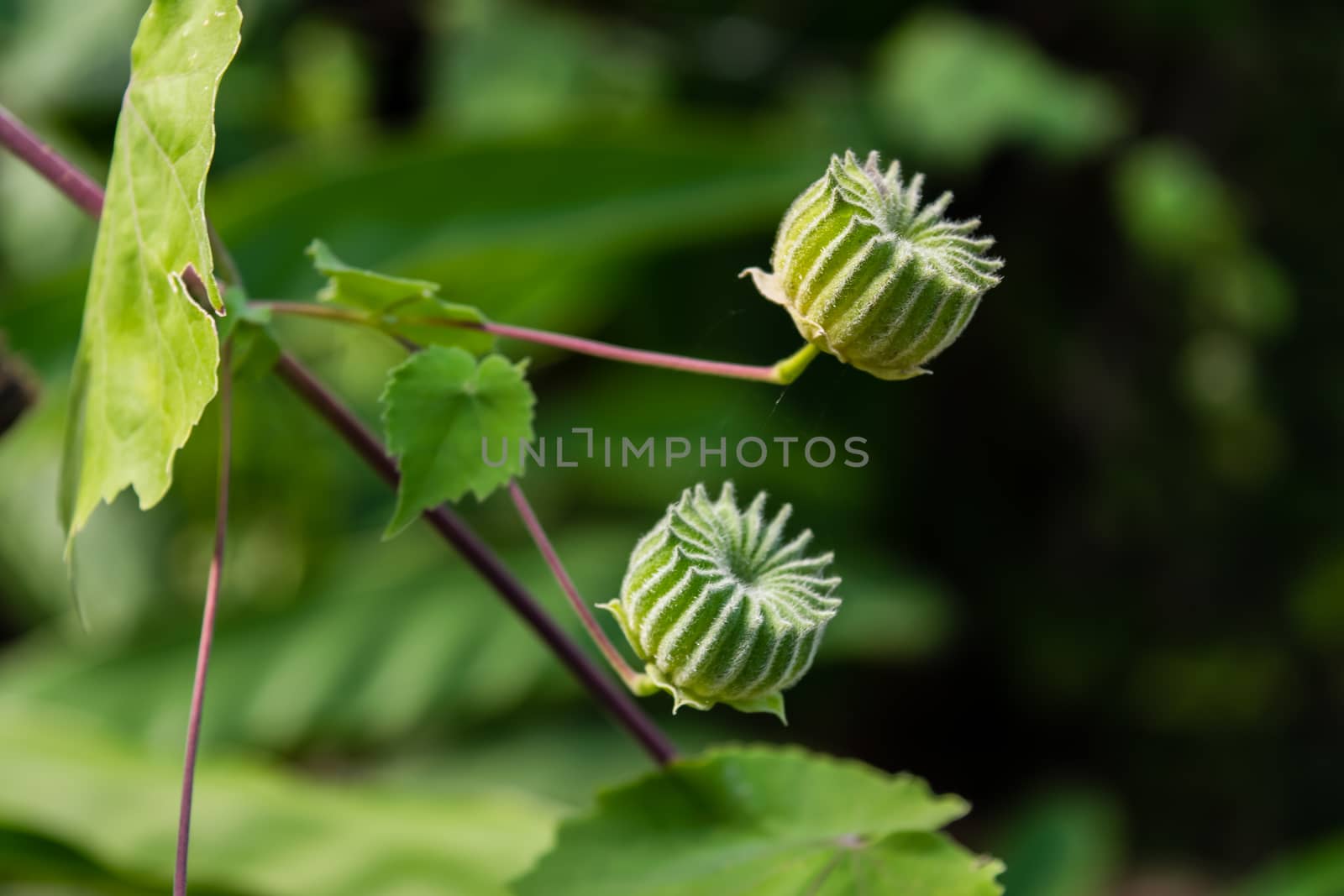 exotic shape color green like a gear, It is the fruit and seeds of Abutilon indicum or Indian abutilon in Thailand