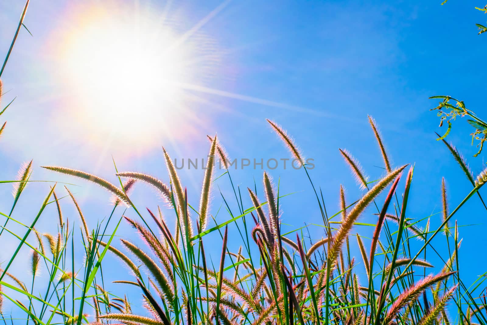 Wild grass flowers in the sun with blue sky background