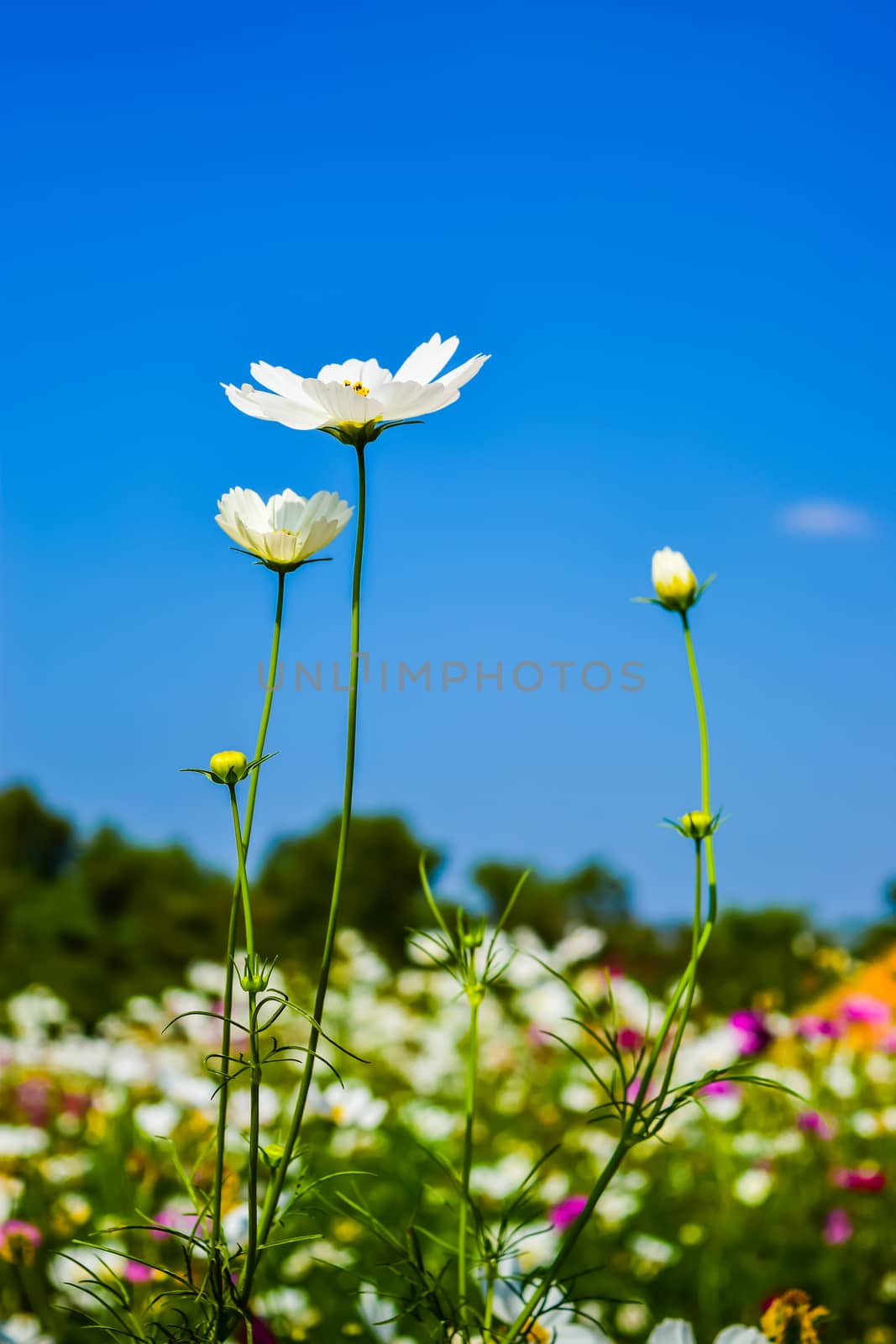 cosmos flower field with blue sky background
