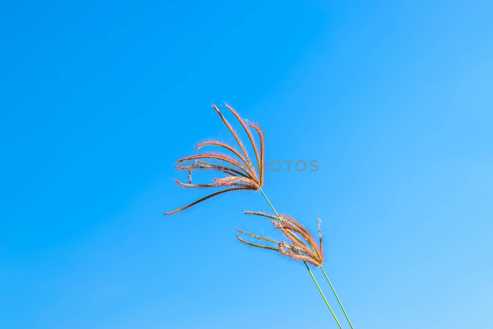 Wild grass flowers in blue sky by naramit