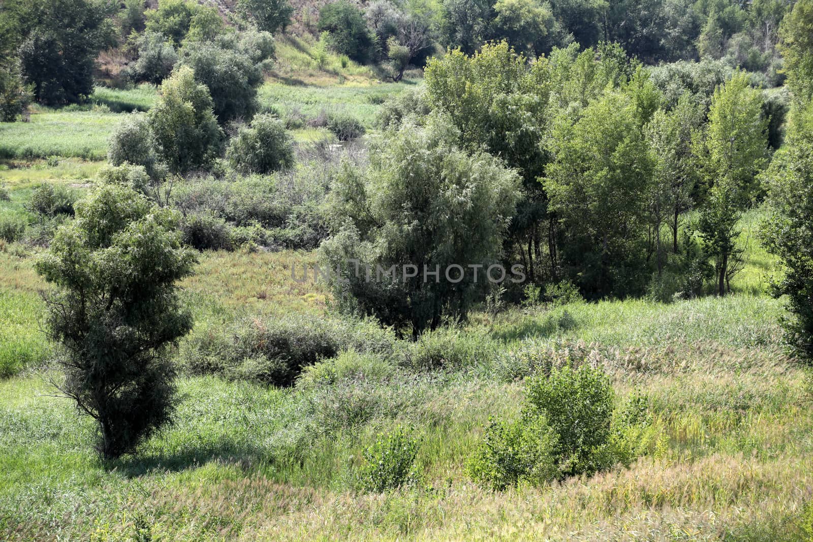 tree and wild grasses in hilly scenic landscape