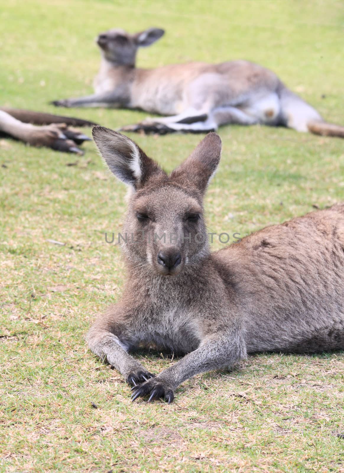 Kangaroos having an afternoon nap in a park