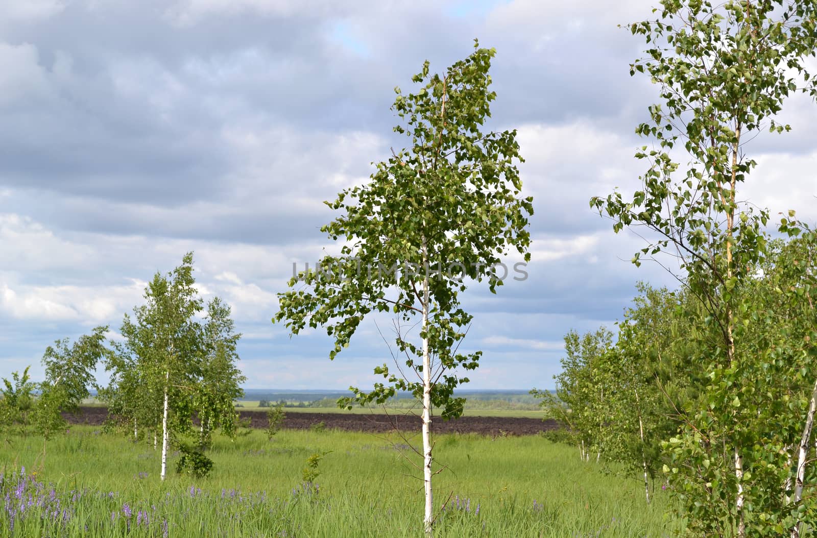 Blue sky and clouds over young birch  meadow. by Gaina