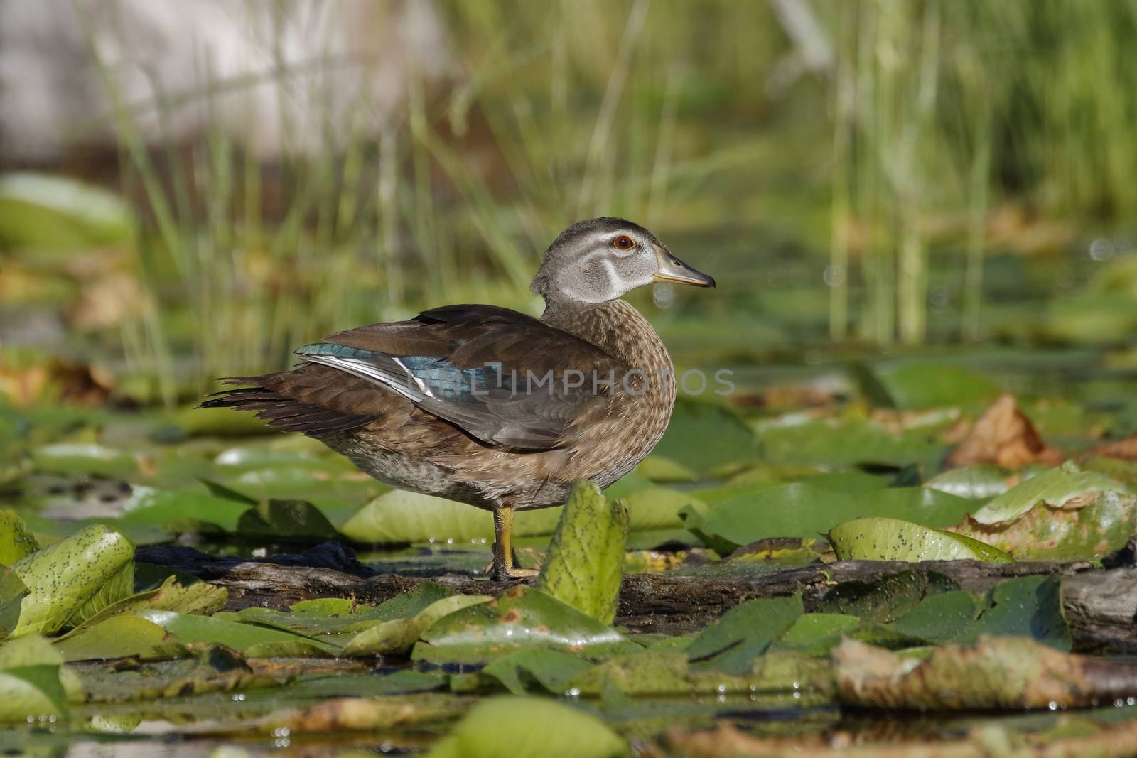 Male Wood Duck in Eclipse Plumage by gonepaddling