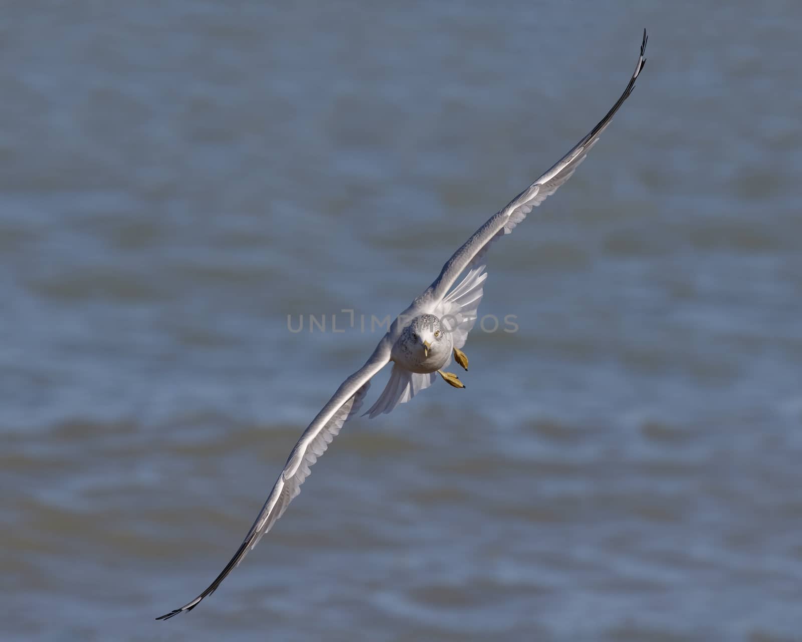 Ring-billed Gull in Flight - Ontario, Canada by gonepaddling