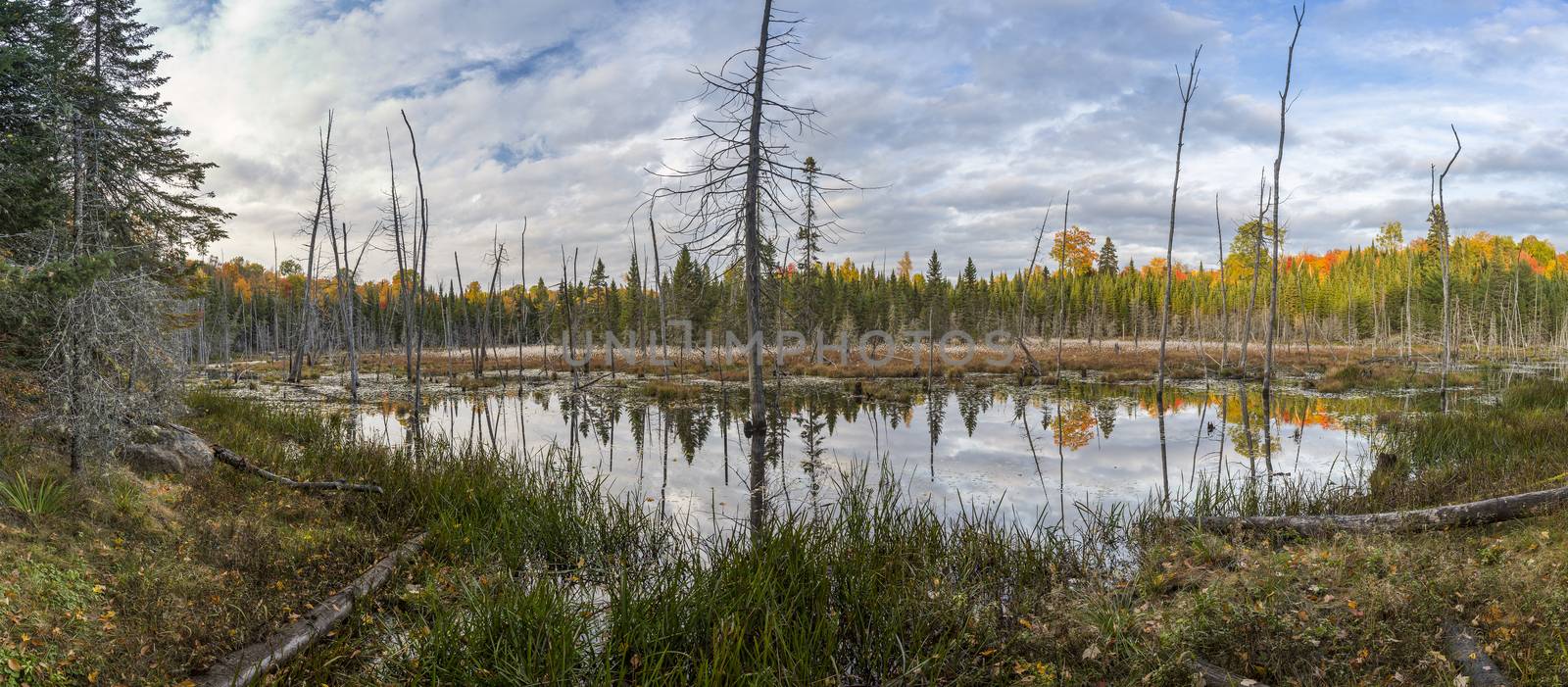 Panorama of a Beaver Pond in Autumn - Ontario, Canada