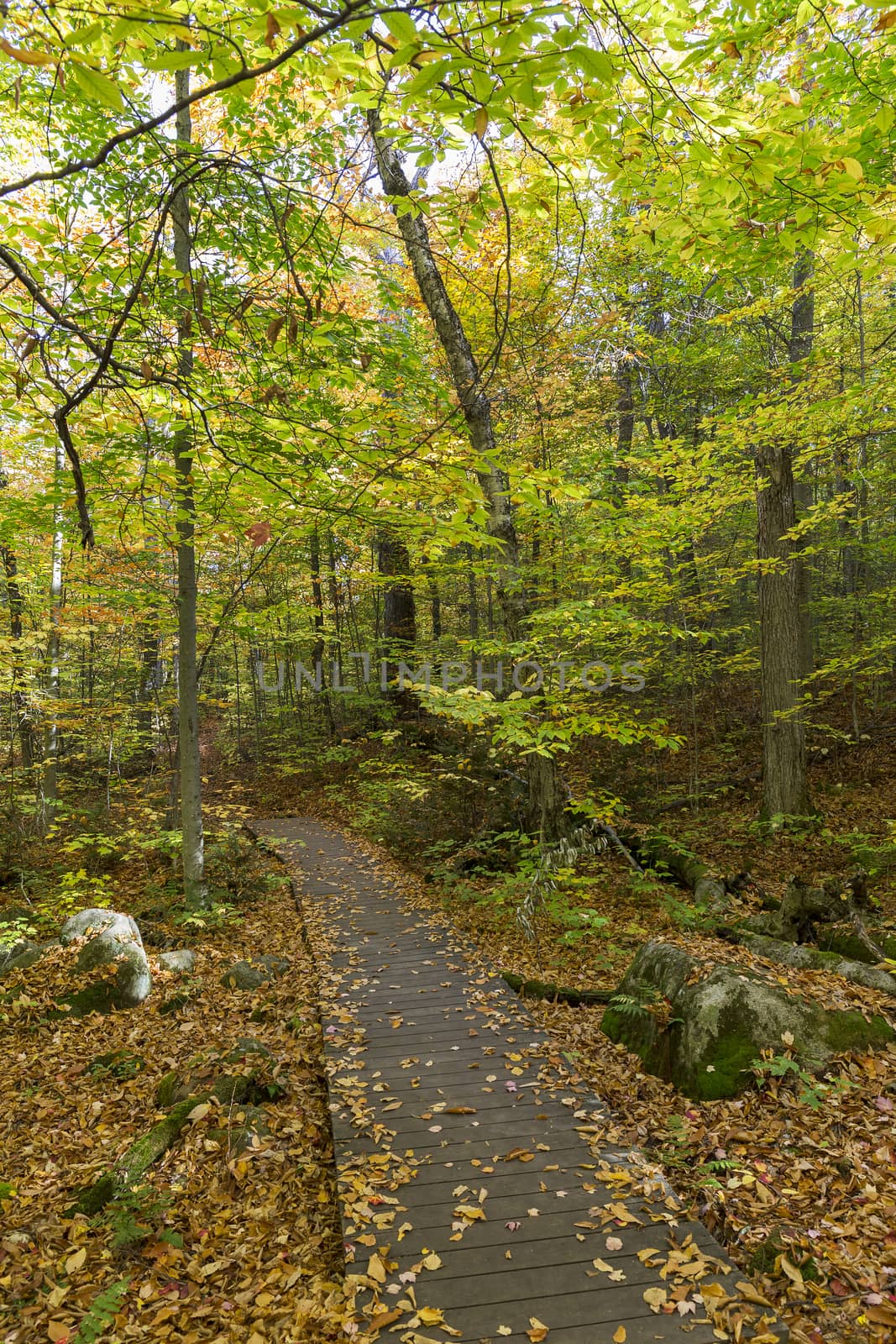 Boardwalk through a fall forest - Algonquin Provincial Park, Ontario, Canada