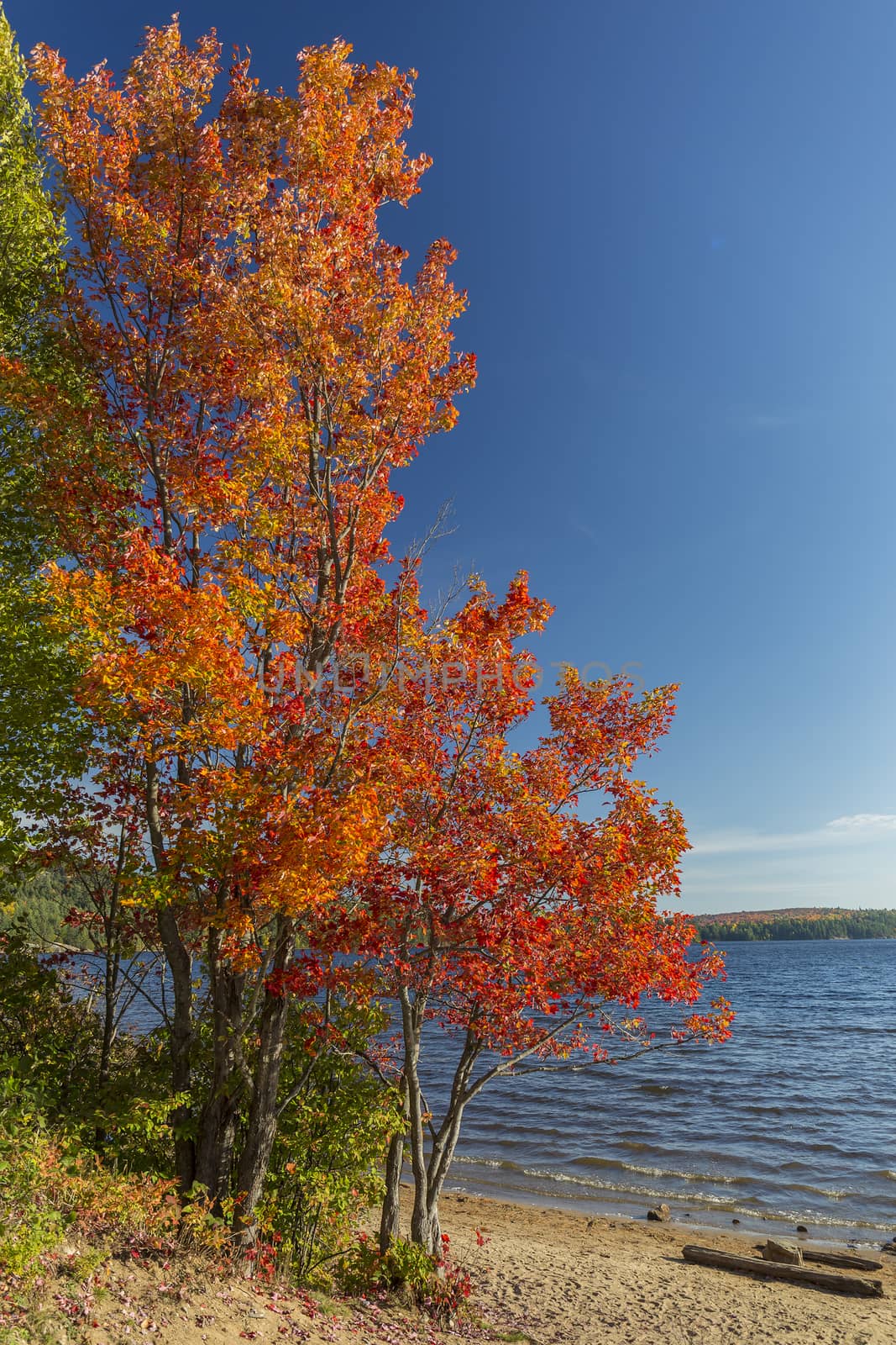 Brilliant Sugar Maple on a Lakeshore - Ontario, Canada by gonepaddling