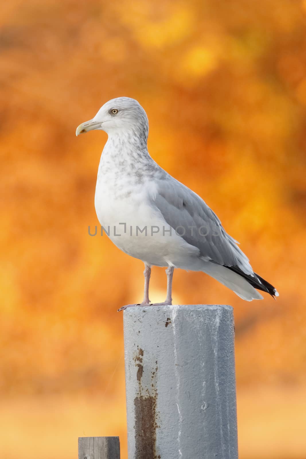 Herring Gull (Larus argentatus) in non-breeding plumage perched on a post with autumn foliage in background - Grand Bend, Ontario, Canada