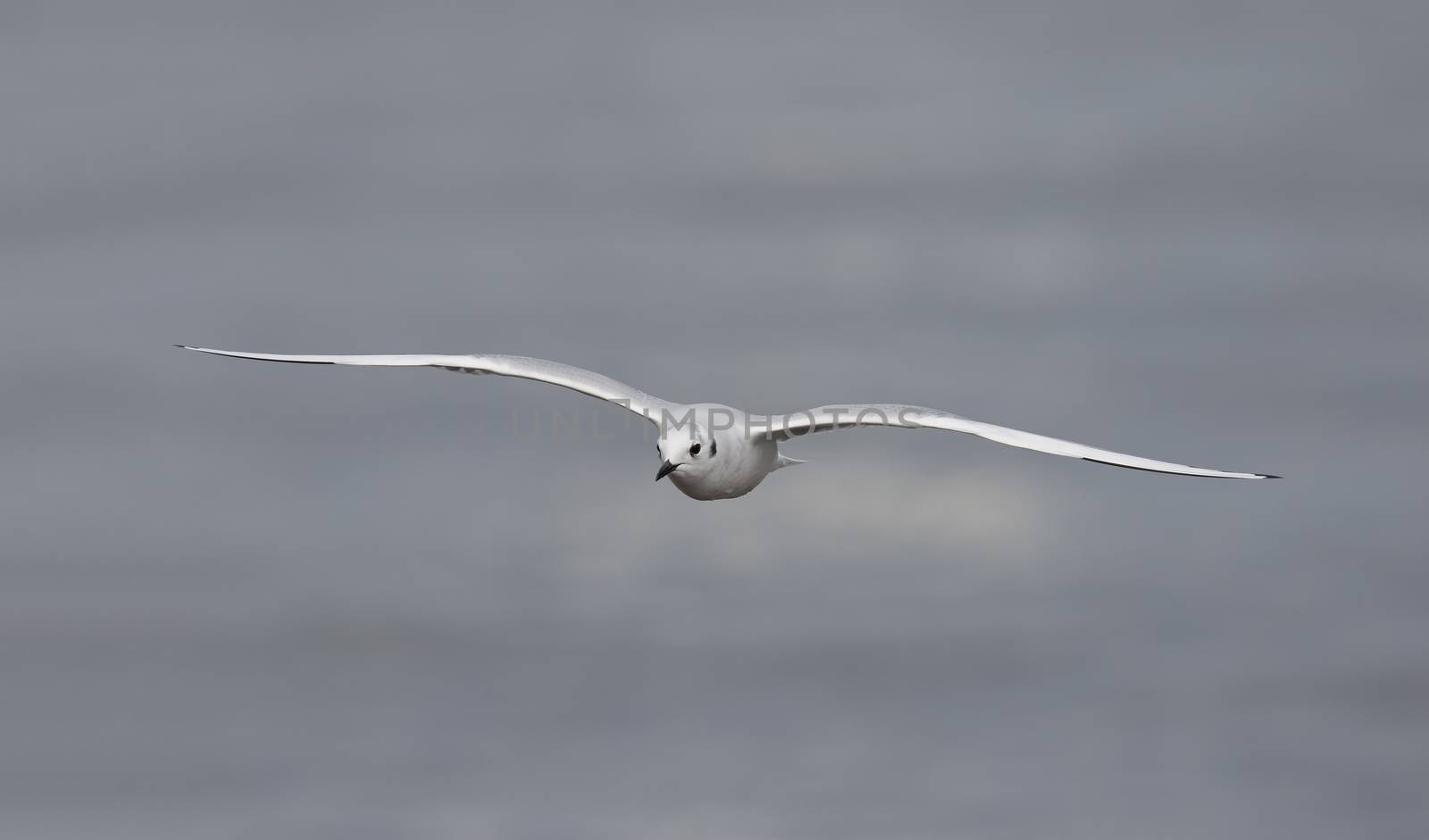 Bonaparte's Gull in Flight in Autumn - Ontario, Canada by gonepaddling