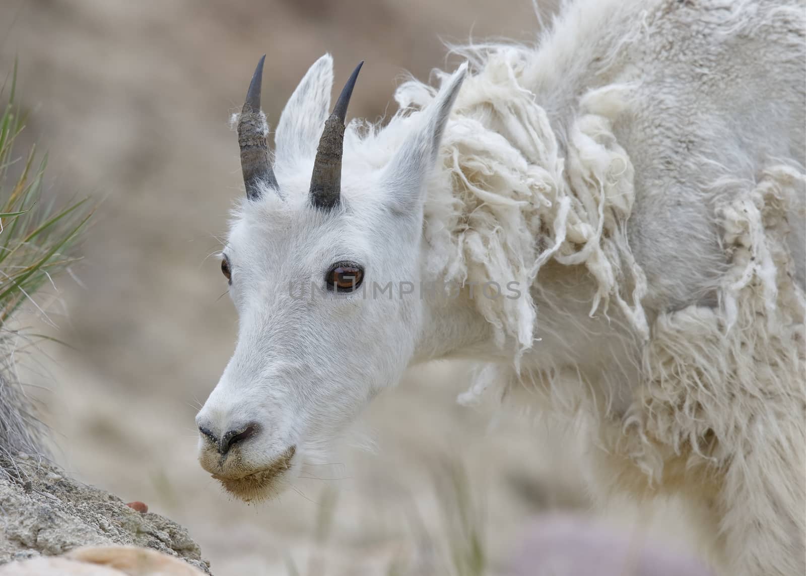 Mountain Goat Shedding its Winter Coat - Jasper National Park by gonepaddling