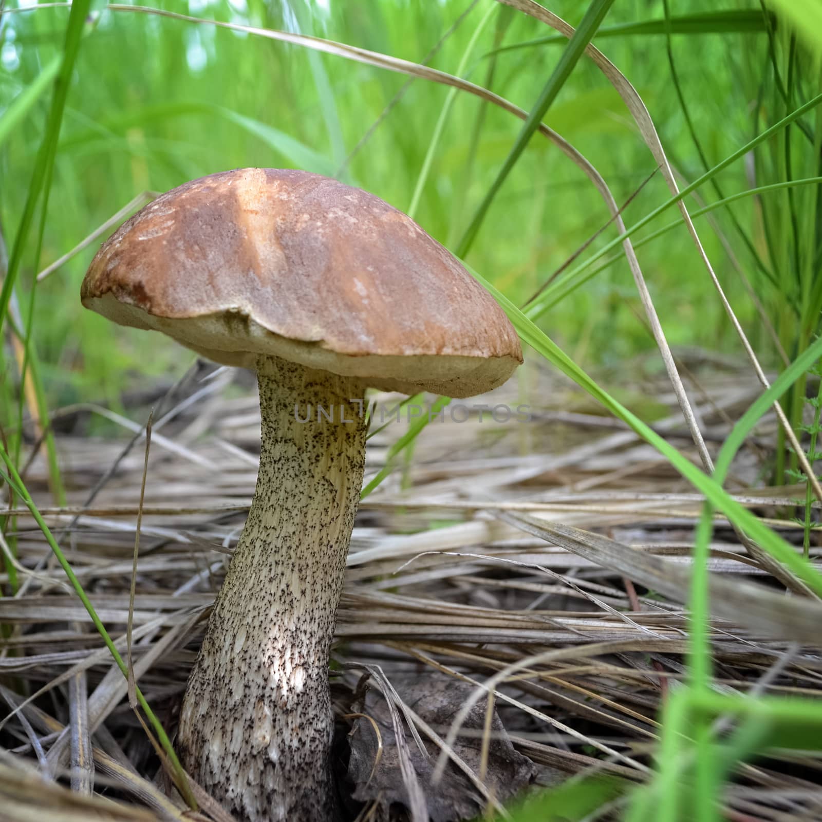 Boletus mushroom growing in the grass in the wild